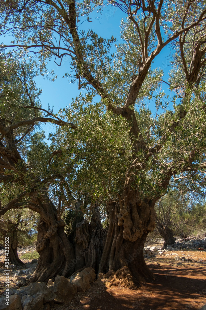 Olive Gardens of Lun with thousands years old olive trees, island of Pag. The oldest (2000 years old) olive tree in Lun, island Pag, Croatia. Olive Gardens of Lun with thousands years old olive trees, island of Pag. The oldest (2000 years old) olive tree in Lun, island Pag, Croatia.