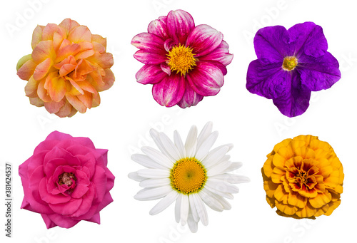 Wallpaper Mural Various flowers on an isolated white background. Torontodigital.ca