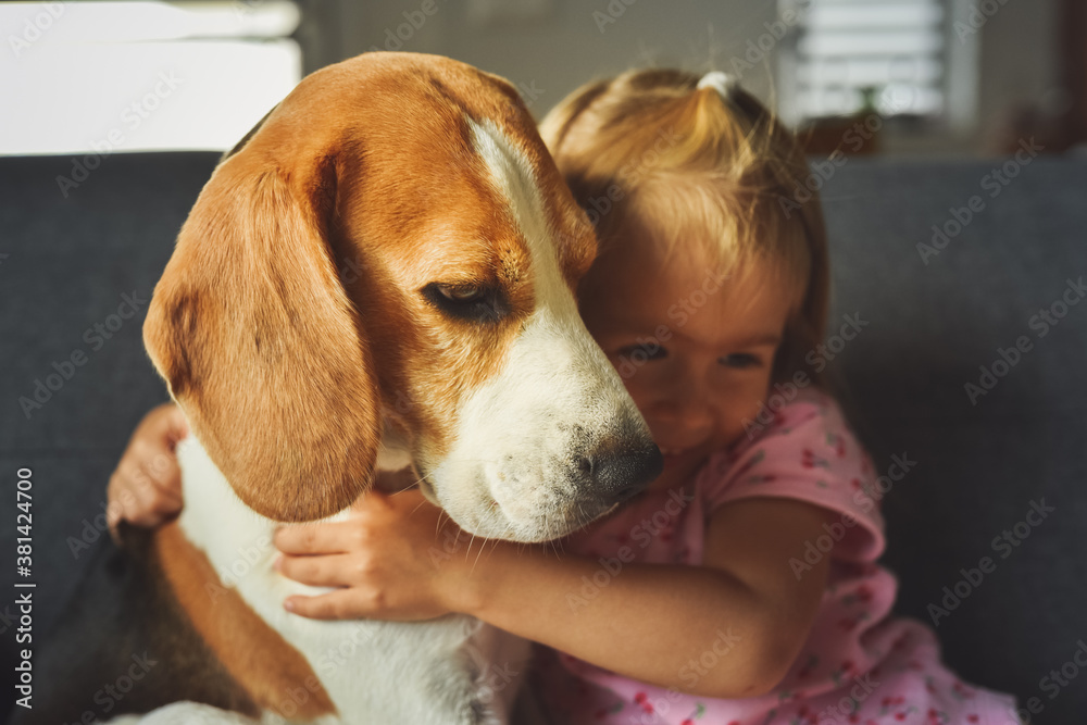 Child hugging tight Beagle dog in bright room. Dog with a cute caucasian baby girl on sofa Child hugging tight Beagle dog in bright room. Dog with a cute caucasian baby girl on sofa
