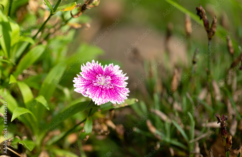 Pink Dianthus flowers blossom in the garden Pink Dianthus flowers blossom in the garden