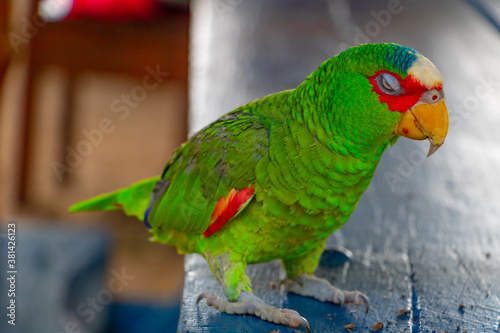 small cute colorful parrot is standing on a table