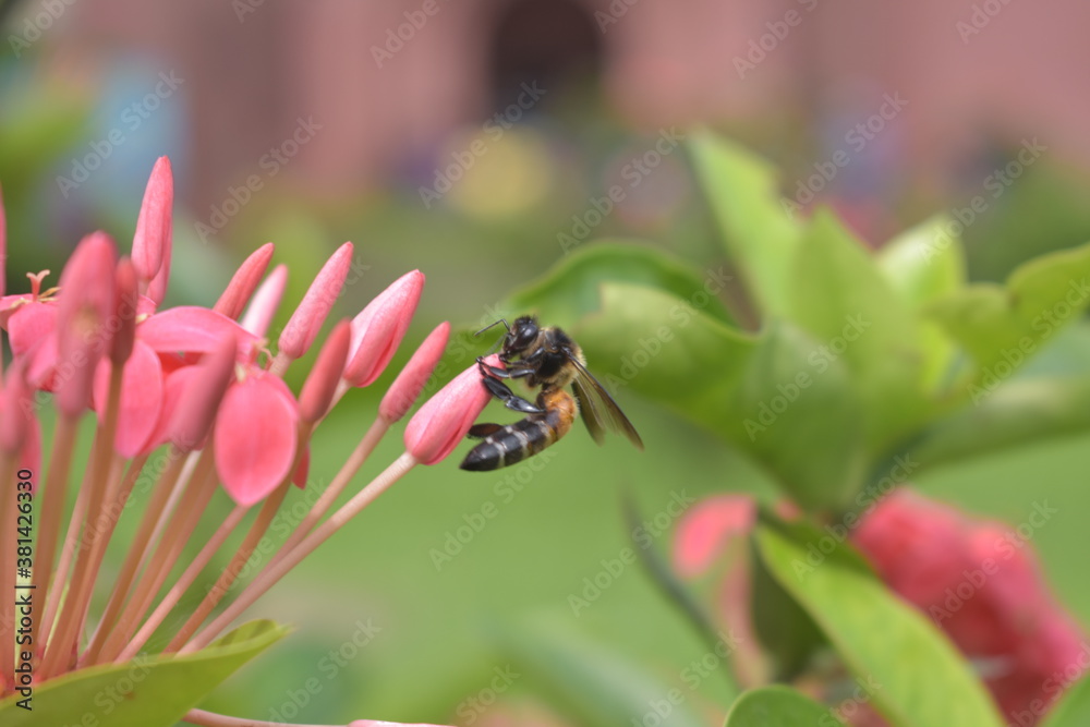 Fototapeta premium bee on flower