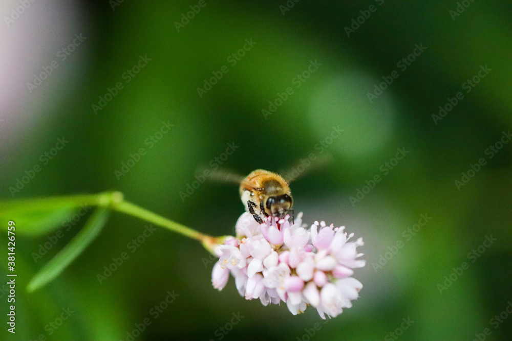 Bee on a flower Bee on a flower
