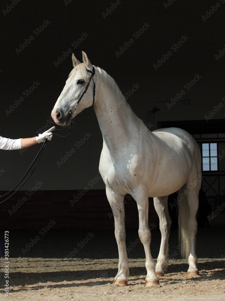 Fototapeta premium White andalusian horse portrait against dark stable background