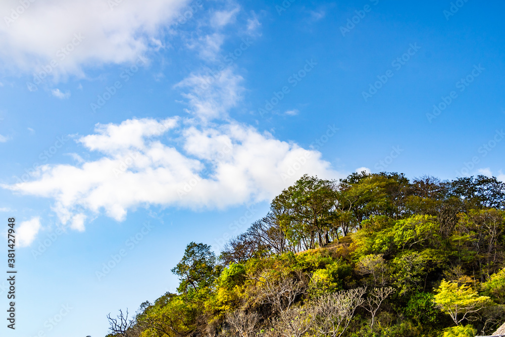 lush green treetops and clouds over the mountain