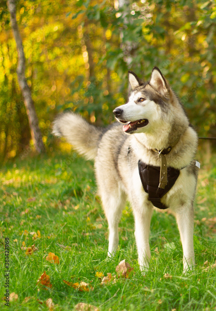 Beautiful young dog of breed Alaskan Malamute in the rays of the sun on a background of greenery and grass. Vertical