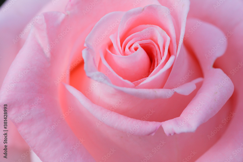 ピンク色の薔薇 ピンク色の薔薇