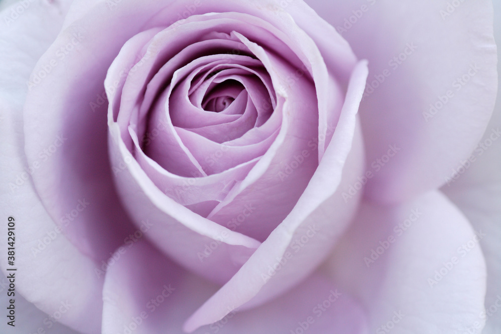 紫色の薔薇 紫色の薔薇