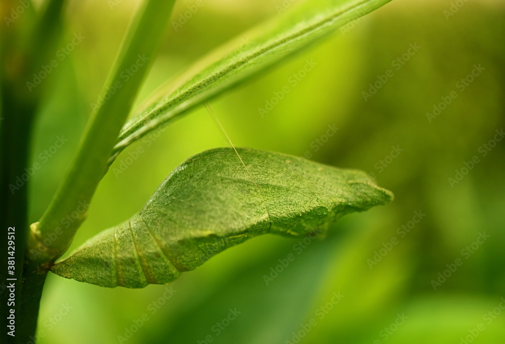 Closeup a Bright Green Pupa of Lime Butterfly Suspended under a Branch of the Lime Tree Closeup a Bright Green Pupa of Lime Butterfly Suspended under a Branch of the Lime Tree