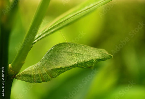 Closeup a Bright Green Pupa of Lime Butterfly Suspended under a Branch of the Lime Tree