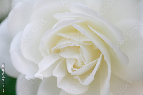 白色の薔薇 © Paylessimages