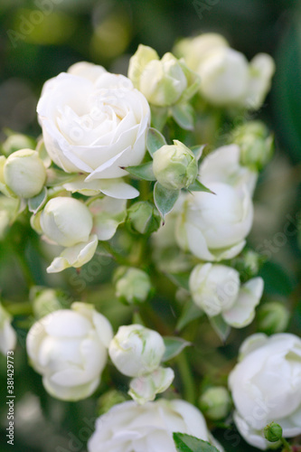 白色の薔薇
