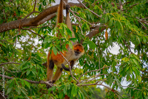 Orange Geoffroy's spider monkey (Ateles geoffroyi) hangs between the trees on Monkey Island in Lake Nicaragua © Justin
