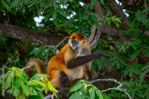 Orange Geoffroy's spider monkey (Ateles geoffroyi) hangs between the trees on Monkey Island in Lake Nicaragua photo