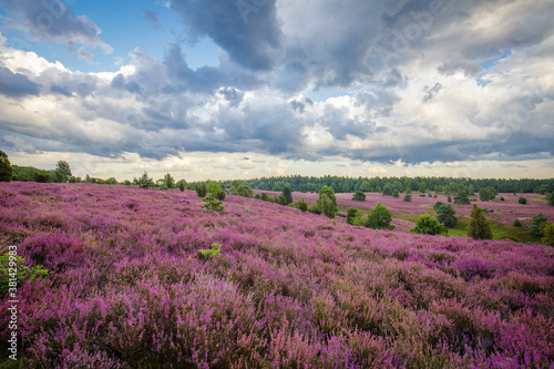 Heather august blossom in the Lueneburger Heide in Nothern Germany