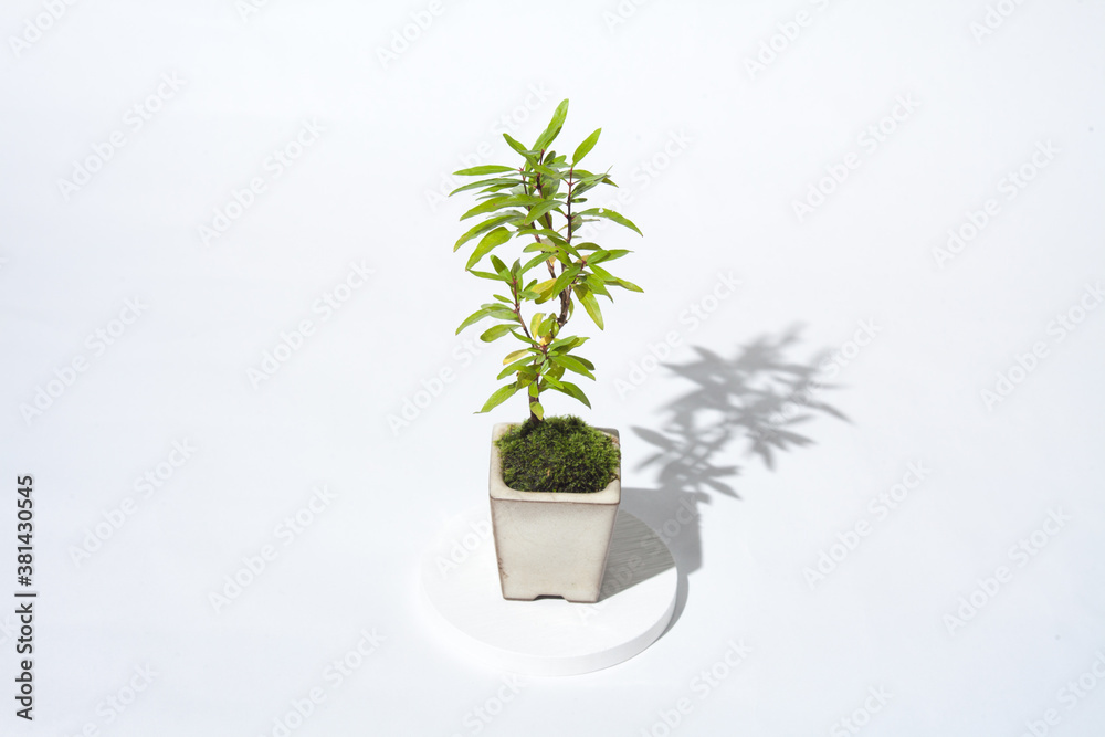 Fototapeta premium Small Bonsai Tree. Potted Plant. Pomegranate.