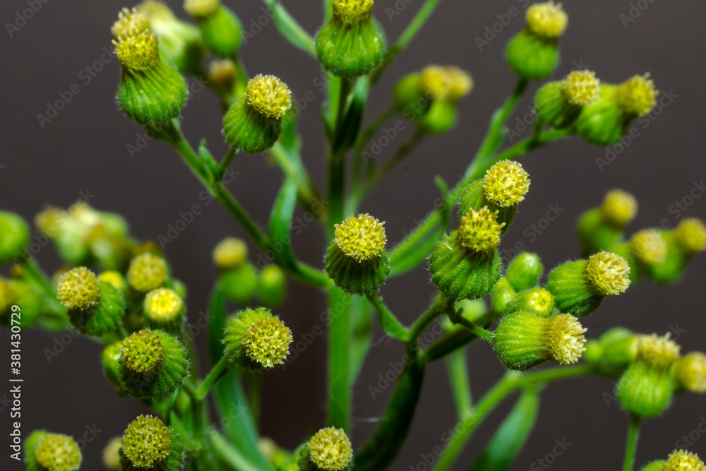A variety of groundsel or woodland ragwort, a plant common to damp environments. A variety of groundsel or woodland ragwort, a plant common to damp environments.