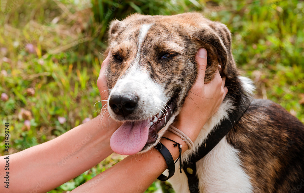 muzzle of dog with human hands on a green background , pet, animal muzzle of dog with human hands on a green background , pet, animal