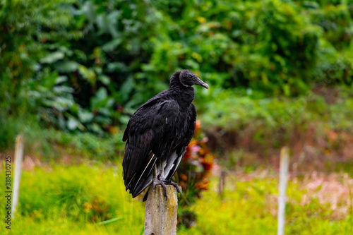 A large wild american black vulture is sitting on a pillar