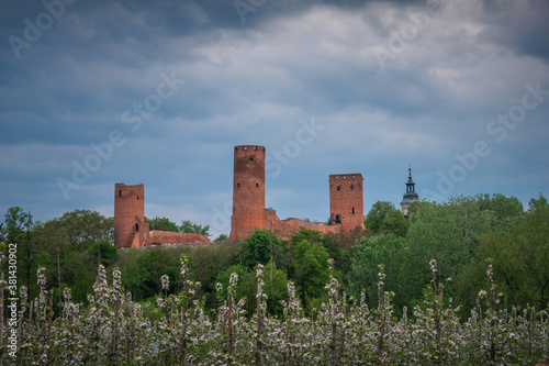 Obraz na płótnie Castle and blooming apple trees in Czersk, Poland w salonie