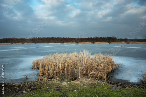 Reeds by the shore of a frozen lake