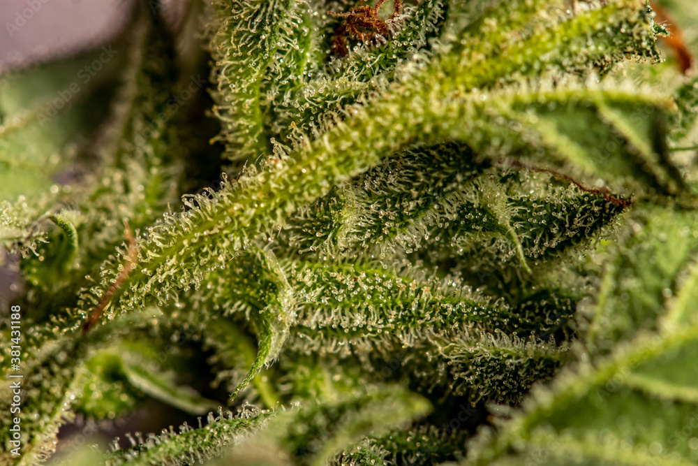 Close up shot of cannabis sativa Close up shot of cannabis sativa