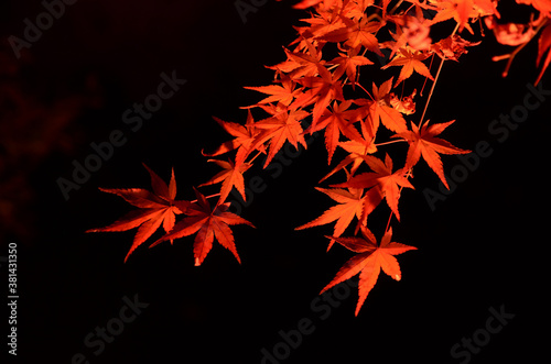 闇夜に浮かび上がる燃えるような紅葉のライトアップ