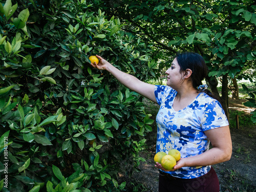 Photography woman harvesting an orange tree on a sunny day