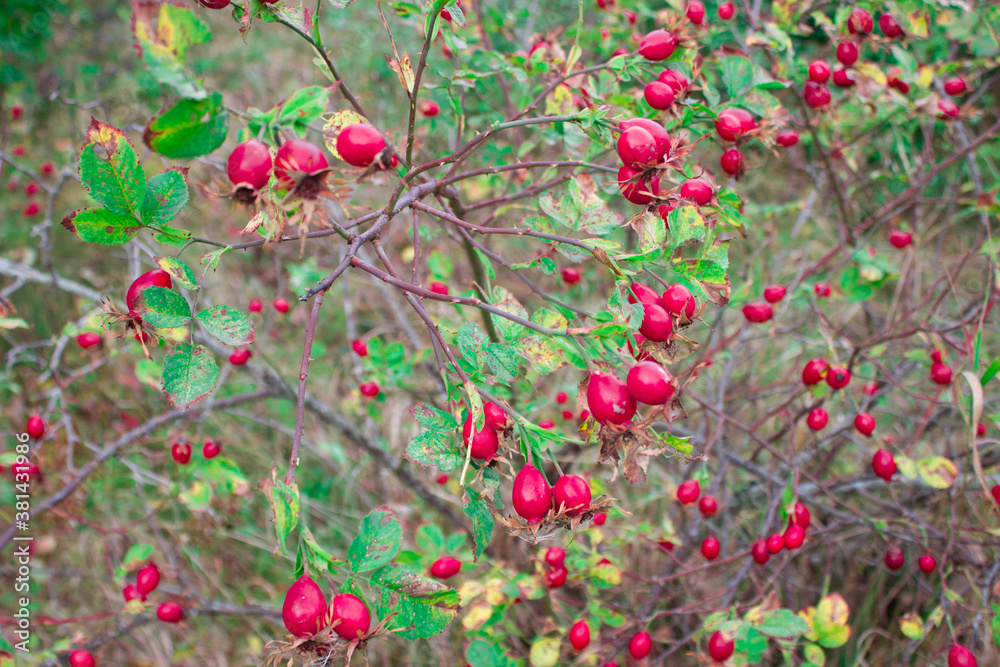Ripe red rosehip hanging on the branches. Healthy diet. Vitamin C.