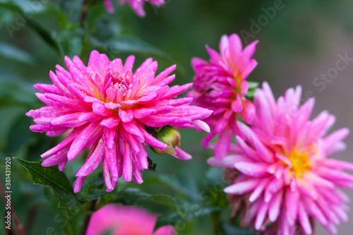 Close up of pink chrysanthemums