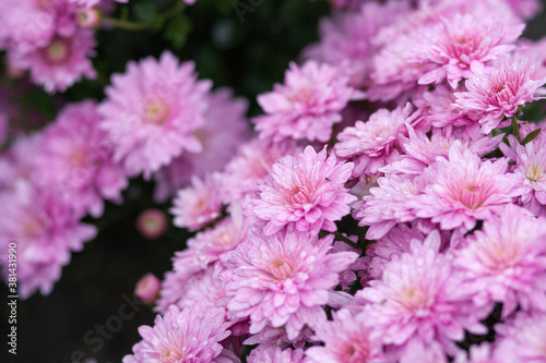 Close up of violet flower of chrysanthemums