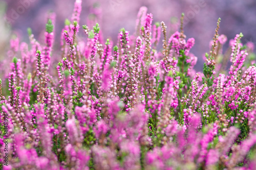 Close up of violet lavander flower in nature