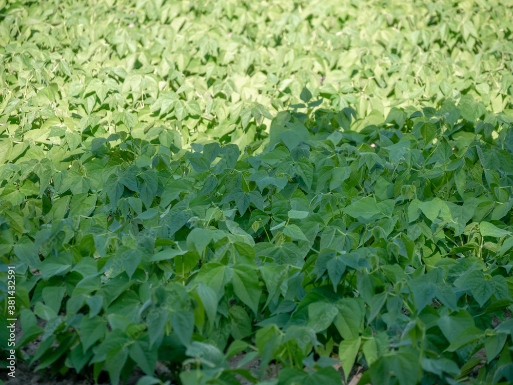 sowing small bean plants, fifteen days old sowing small bean plants, fifteen days old