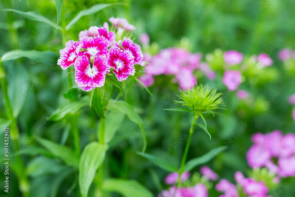 Fototapeta premium flowers Sweet William or Dianthus barbatus
