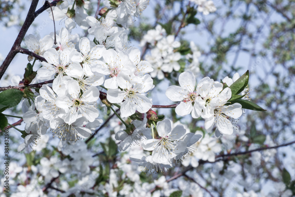 Branches of blossoming apricot macro Branches of blossoming apricot macro