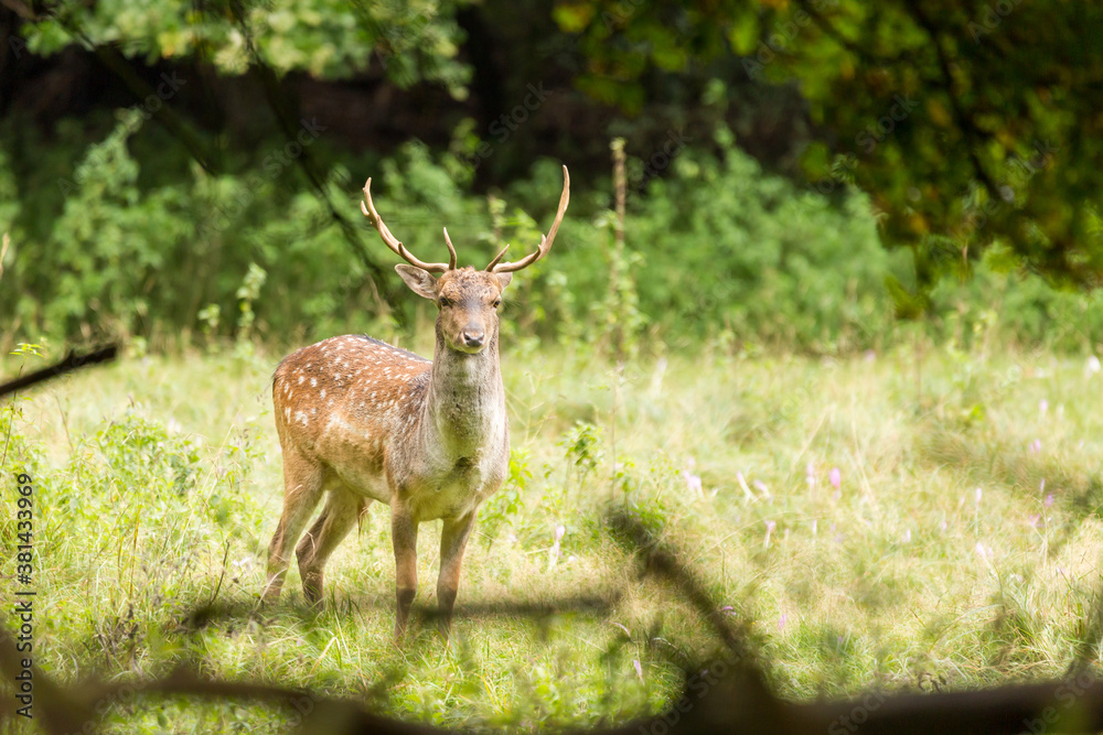 Fallow deer (dama dama), wildlife scenery. Fallow deer (dama dama), wildlife scenery.