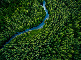 Keuken achterwand Bosrivier Aerial view of green grass forest with tall pine trees and blue bendy river flowing through the forest  © NBLX