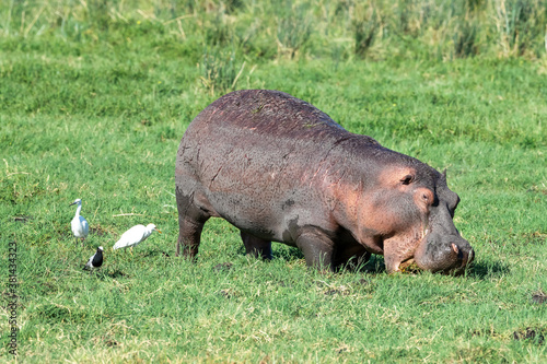 Hippo grazing in Amboseli National Park, with cattle egret, little egret and blacksmith plover alongside