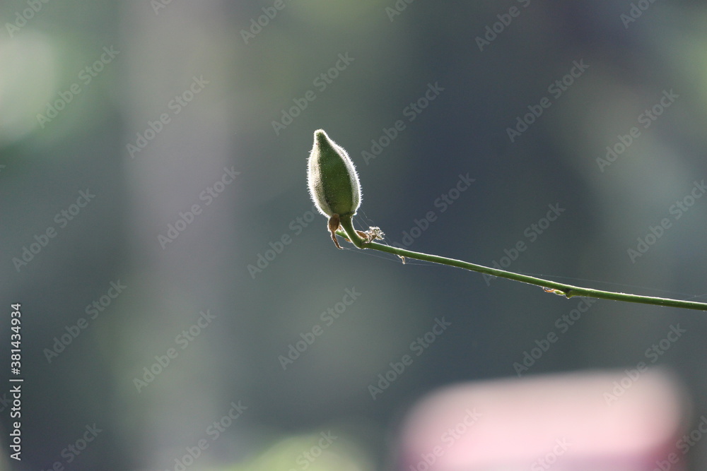 A single Bud on a plant