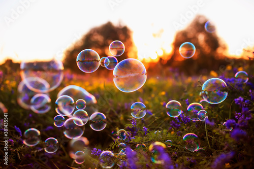 natural festive background with soap bubbles flying over a blooming purple summer meadow in the rays of the warm sunset