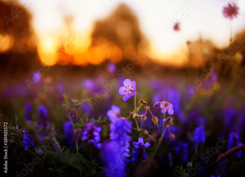natural background with purple flowers summer meadow in the rays of the warm sunset sun