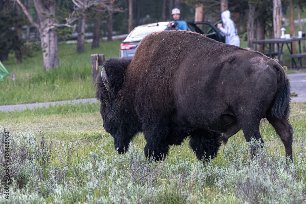 American Bison (Bison bison) strolling in the Evening through Bridge Bay Campground, Yellowstone National Park American Bison (Bison bison) strolling in the Evening through Bridge Bay Campground, Yellowstone National Park
