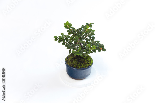 Small Bonsai Tree. Potted Plant. Rosewood.