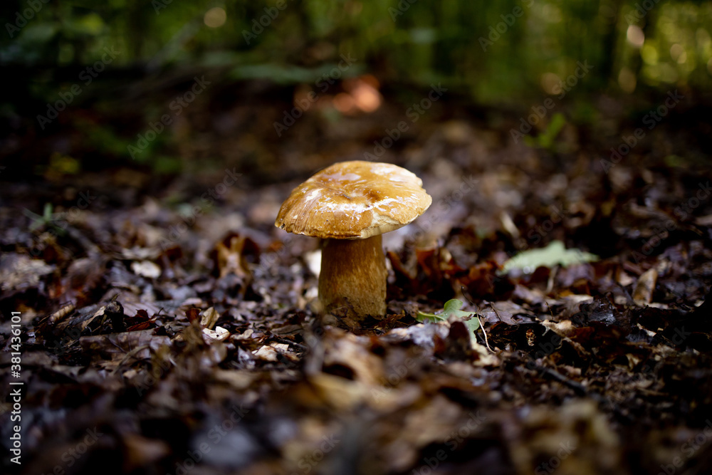 White mushroom in the forest. A mushroom with a brown cap.Boletus. Mushroom White mushroom in the forest. A mushroom with a brown cap.Boletus. Mushroom