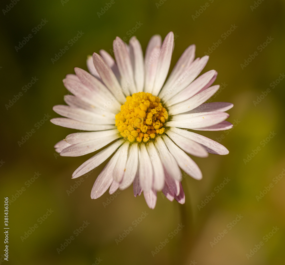 small white pink daisy (bellis) flower small white pink daisy (bellis) flower