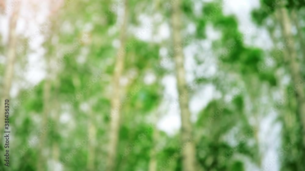 Defocused birches sway in the wind. Seasonal weather in a birch grove. Abstraction background. 4K video. Defocused birches sway in the wind. Seasonal weather in a birch grove. Abstraction background. 4K video.