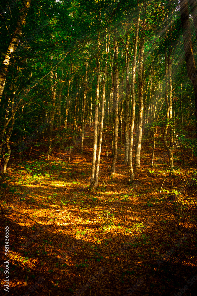 Obraz premium Alder Forest in the Fall with Sun rays at Sunset