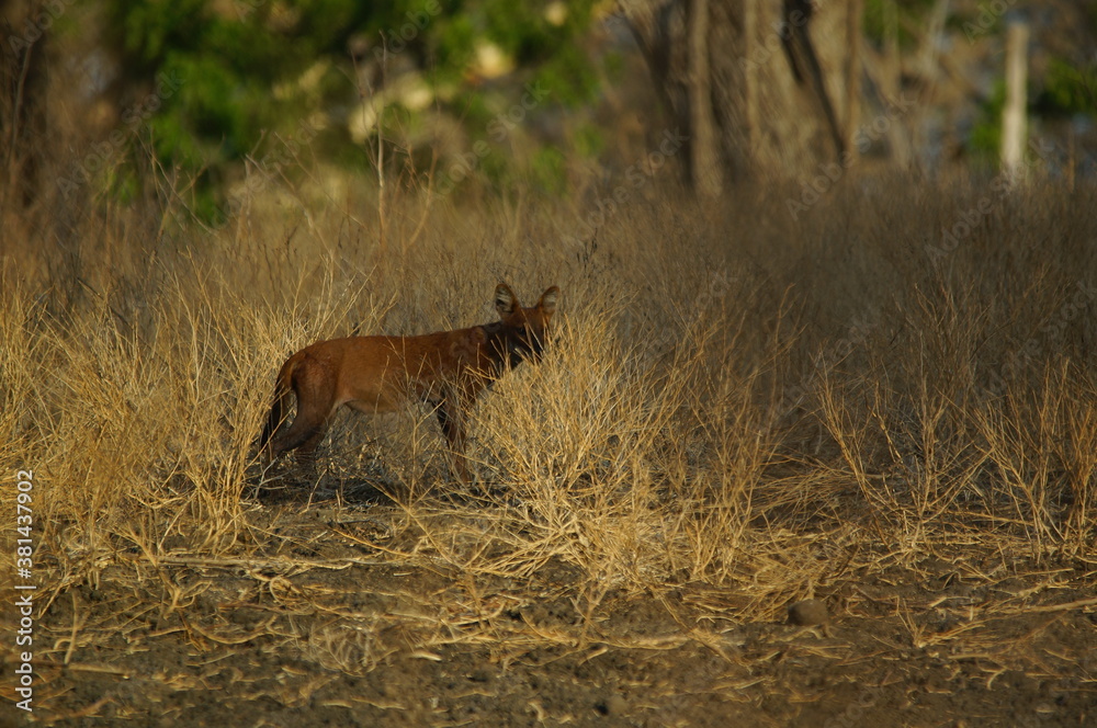 Obraz premium The dhole is a coyote that lives in Asia, especially in the south and east. Invite not the same as a wolf.