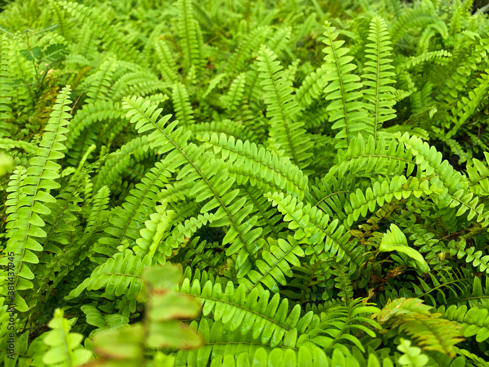 fern leaves in the forest fern leaves in the forest
