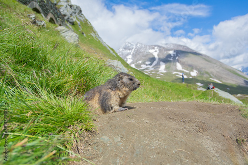 Murmeltier im Nationalpark auf Wiese vor Bergen und Himmel